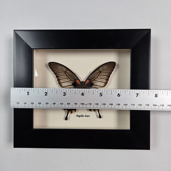 Beautiful Papilio lowi Butterfly Shadow Box Black Frame Wall Art - Picture 4 of 6